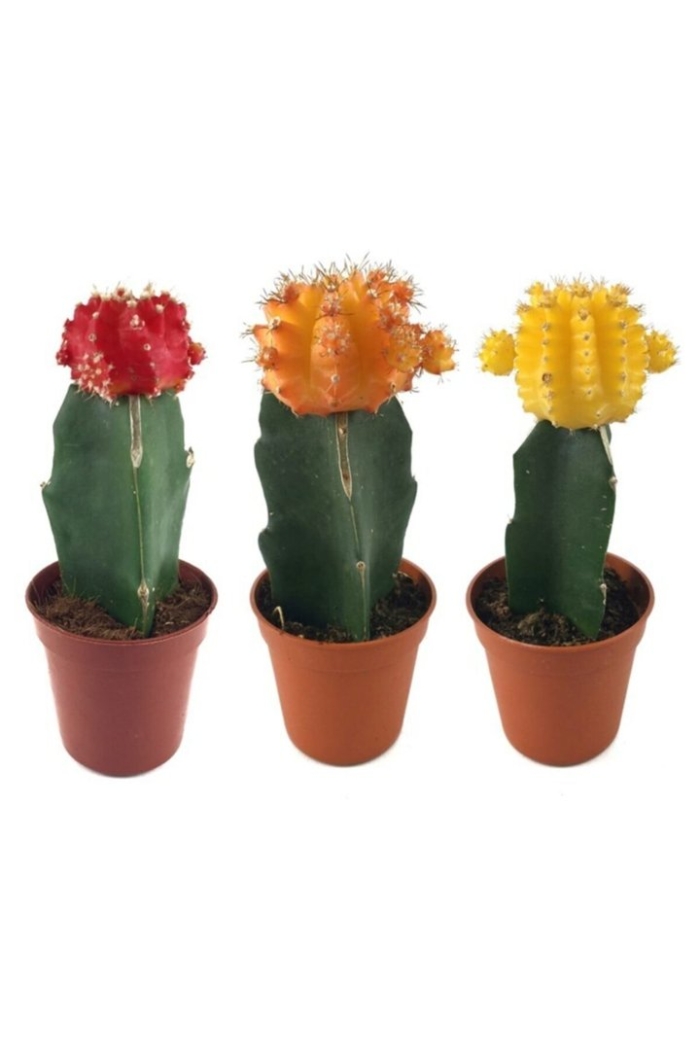 Гимнокалициум mihanovichii