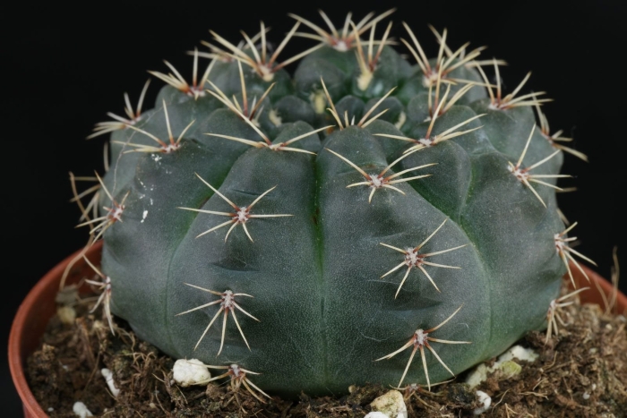 Gymnocalycium borthii ssp. nogolense