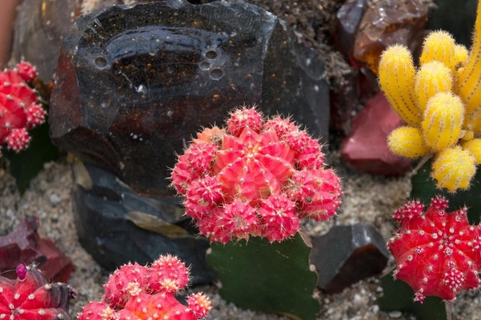 Кактус гимнокалициум красный