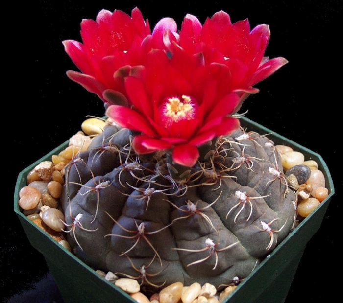Gymnocalycium heidiae