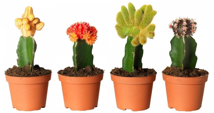 Кактус гимнокалициум цветение