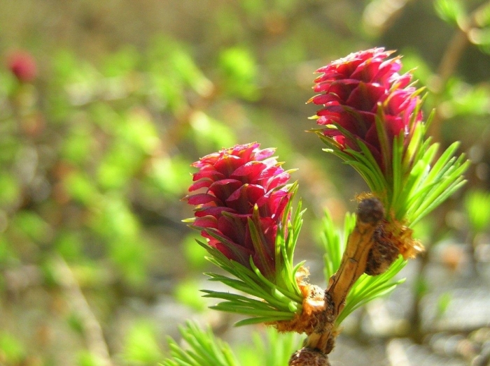 Полярная роза лиственница