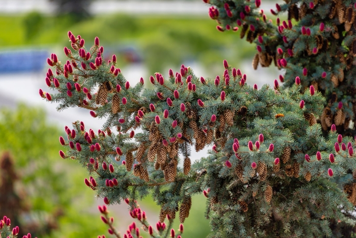 Ель обыкновенная акрокона