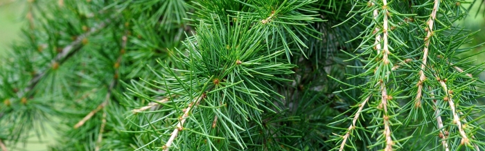 Сосна с мягкими иголками