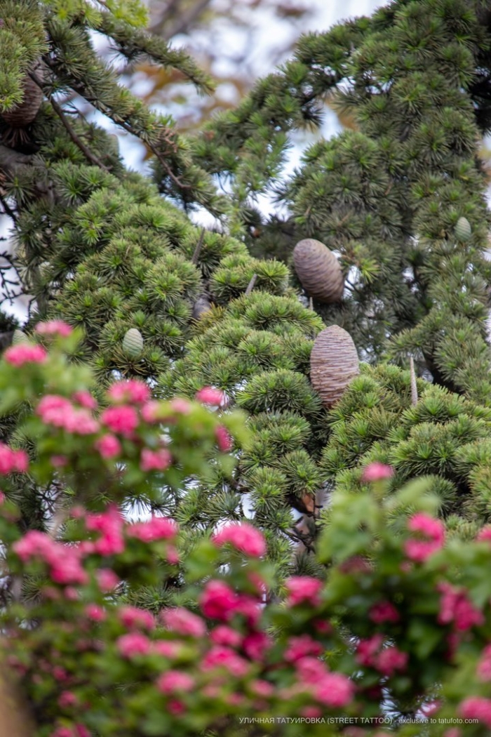 Кедр ливанский cedrus libani