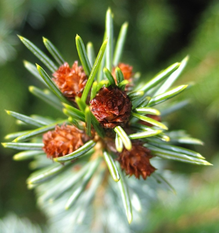 Пихта макро