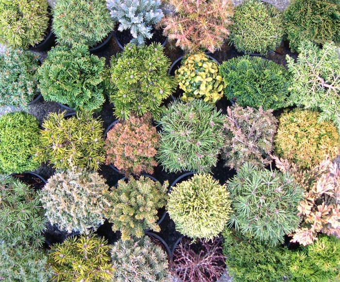 Ель канадская  alberta globe (альберта глоб)