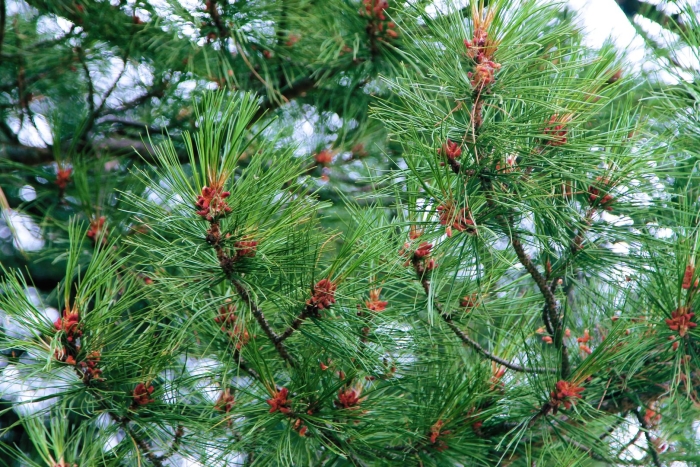 Цветение кедра сибирского