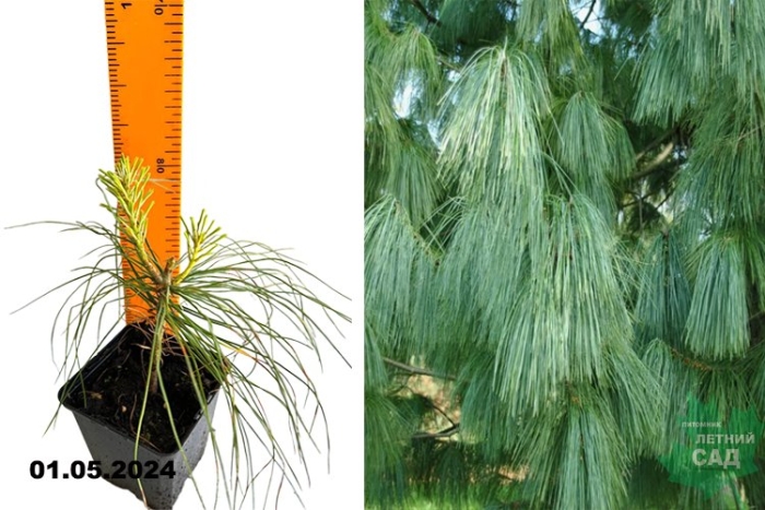 Сосна гималайская wallichiana