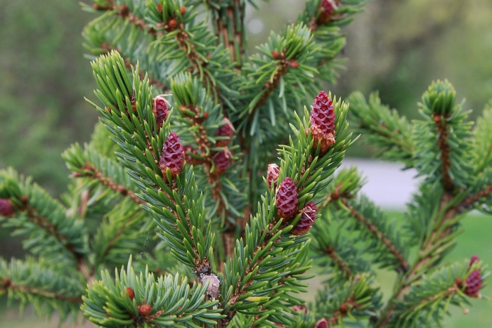 Picea abies cupressina