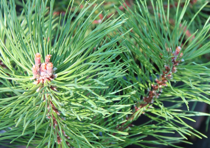 Сосна обыкновенная