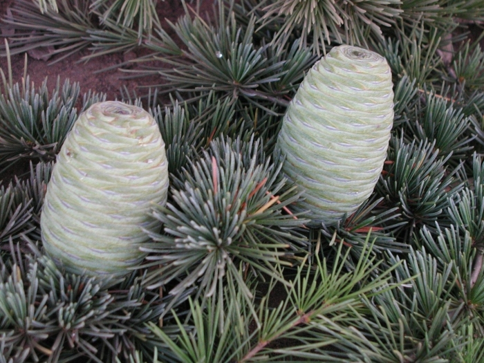Cedrus libani 'atlantica'