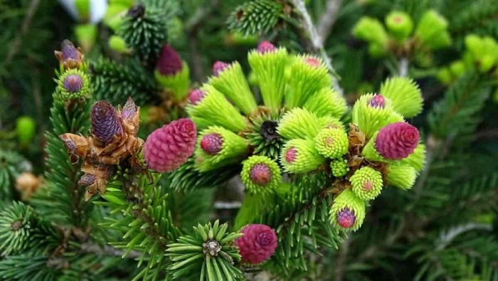 Ель обыкновенная пуш