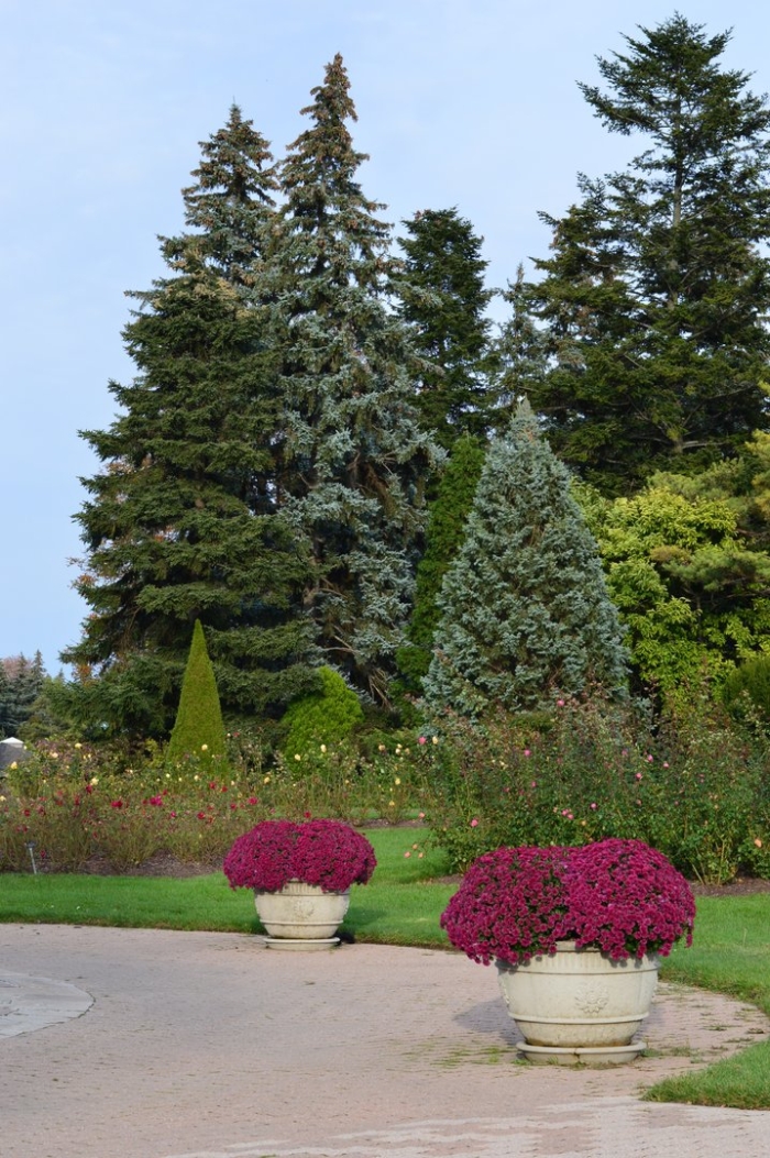 Ель колючая picea pungens