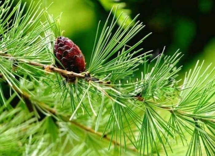 Лиственница сибирская larix sibirica