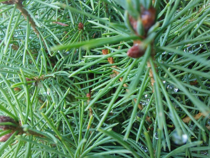 Хвойное дерево