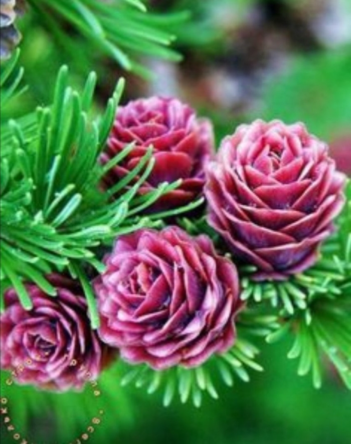 Полярная роза лиственница