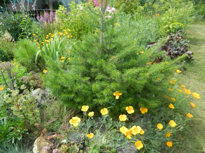 Эшшольция вдоль дорожек