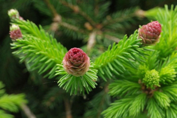 Ель обыкновенная pusch