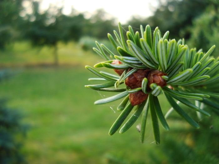 Хвоинки дерева пихта