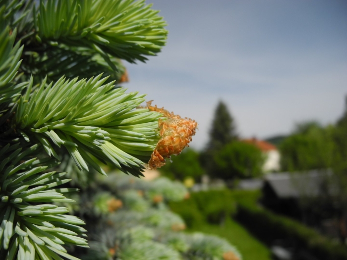 Хвойное дерево