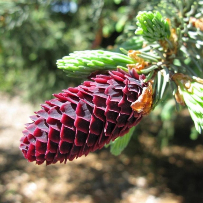 Ель ликиангинская (picea likiangensis)
