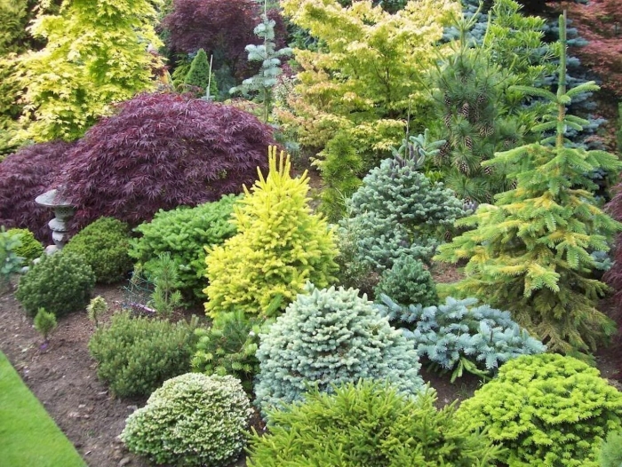 Туя даника в миксбордере