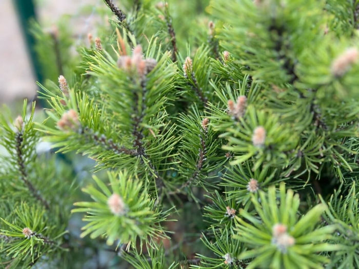 Сосна pinus mugo mops