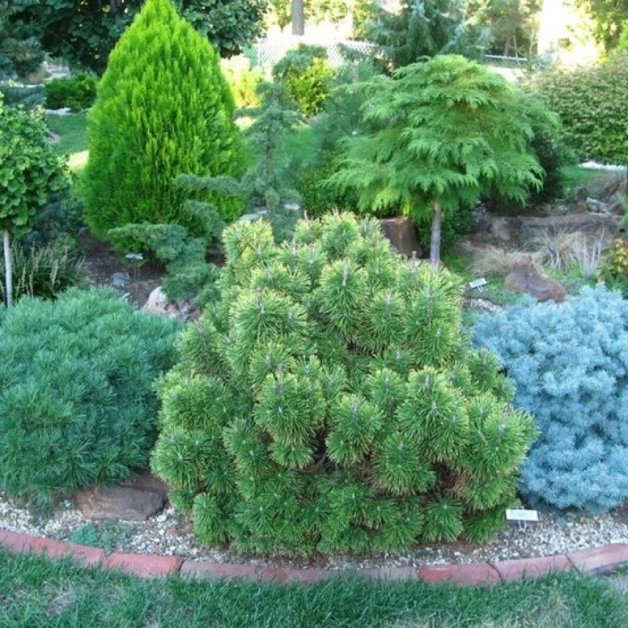 Сосна пумилио горная миксбордер