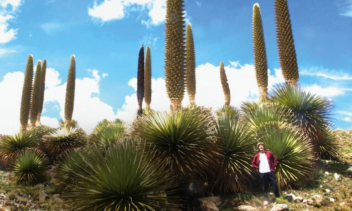 Пуйя раймонди растение