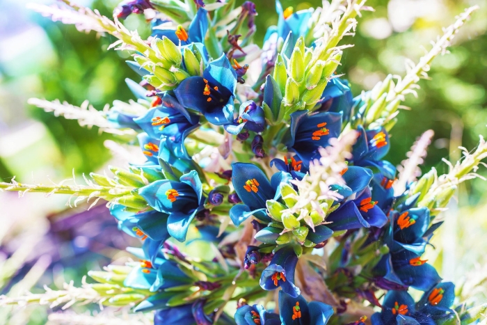 Пуйя питкерния