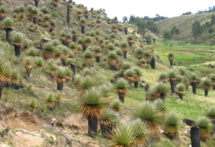 Растение южной америки