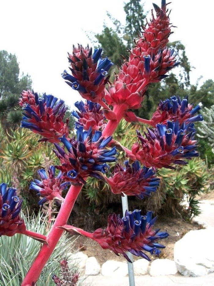 Пуйя бромелия