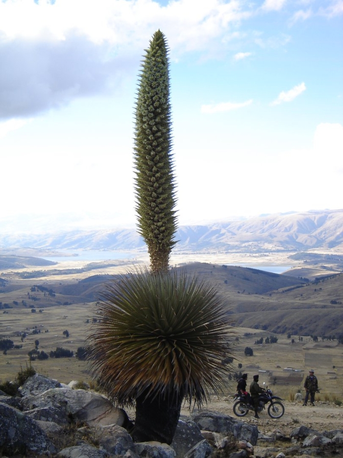 Puya raimondii