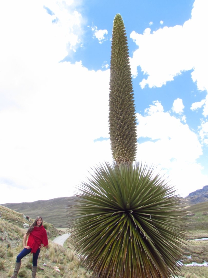 Пуйя раймонда