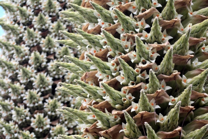 Пуйя раймонди растение