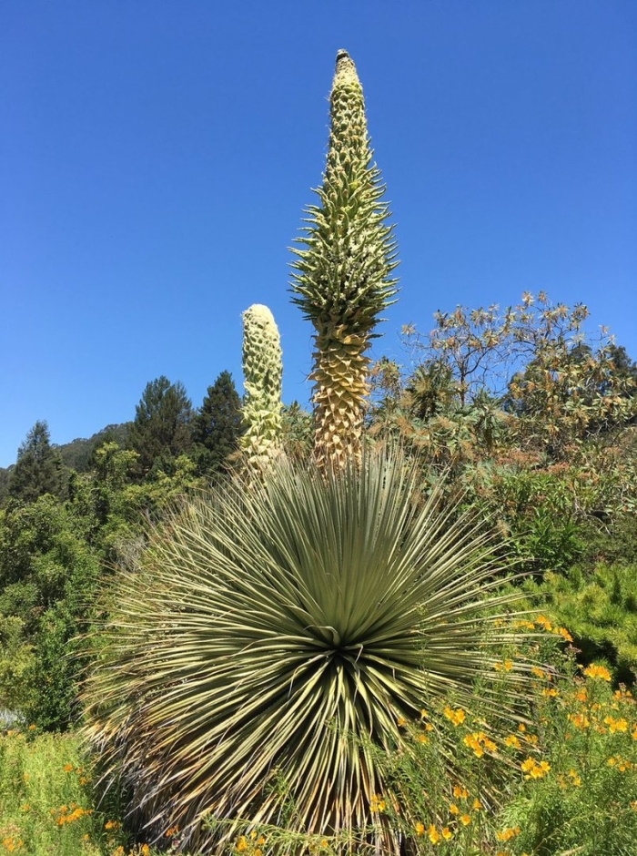 Пуйя раймонда