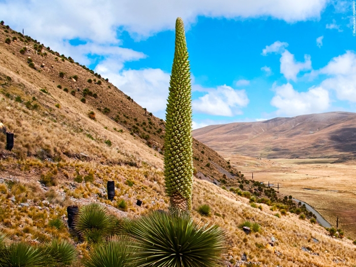 Пуйя раймонди