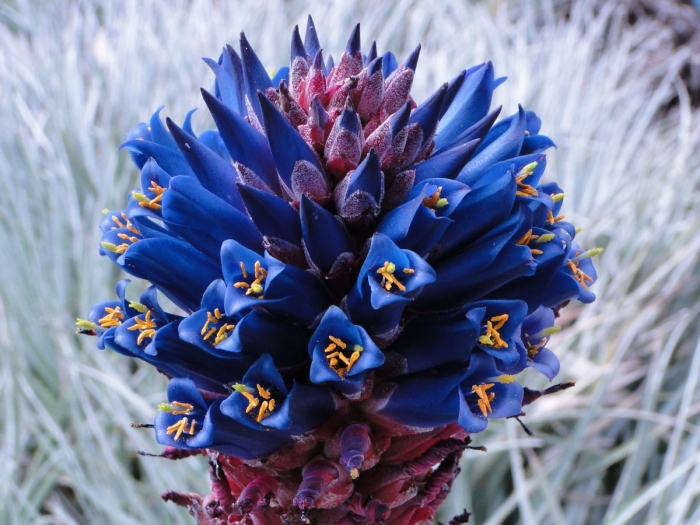 Пуйя раймонди