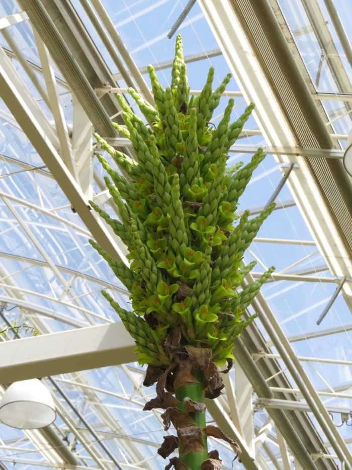 Мира растение