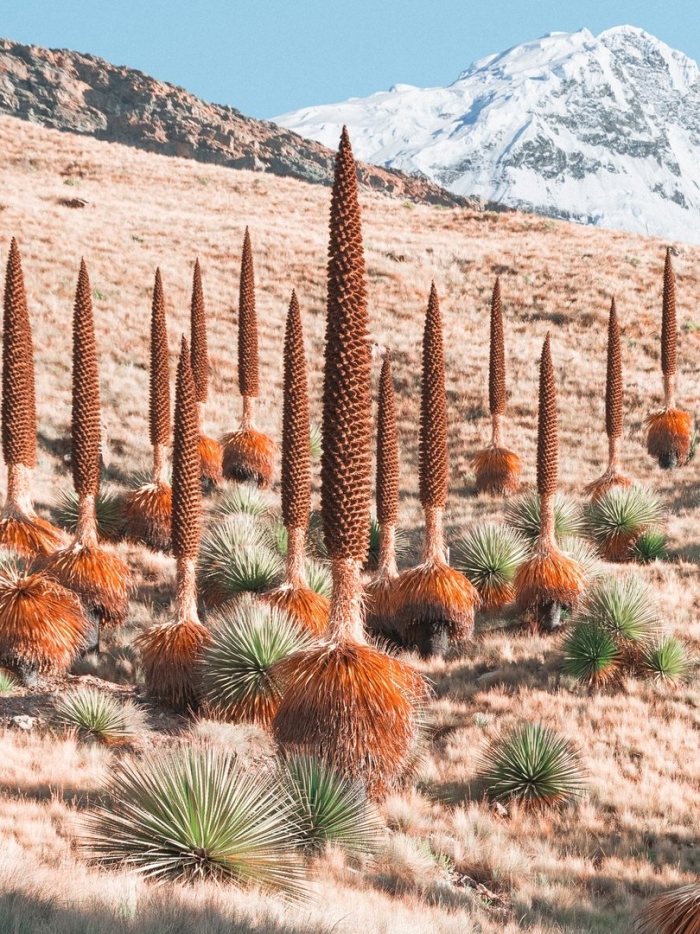 Пуйя раймонди