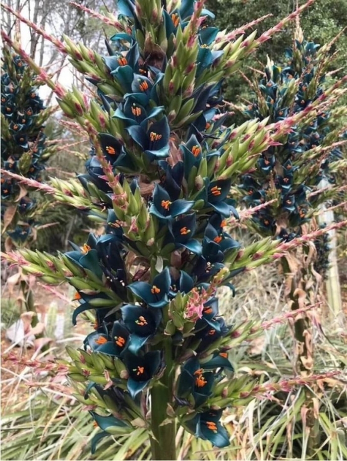 Пуйя питкерния