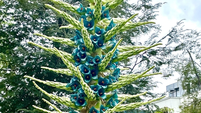 Пуйя бертерони puya berteroniana