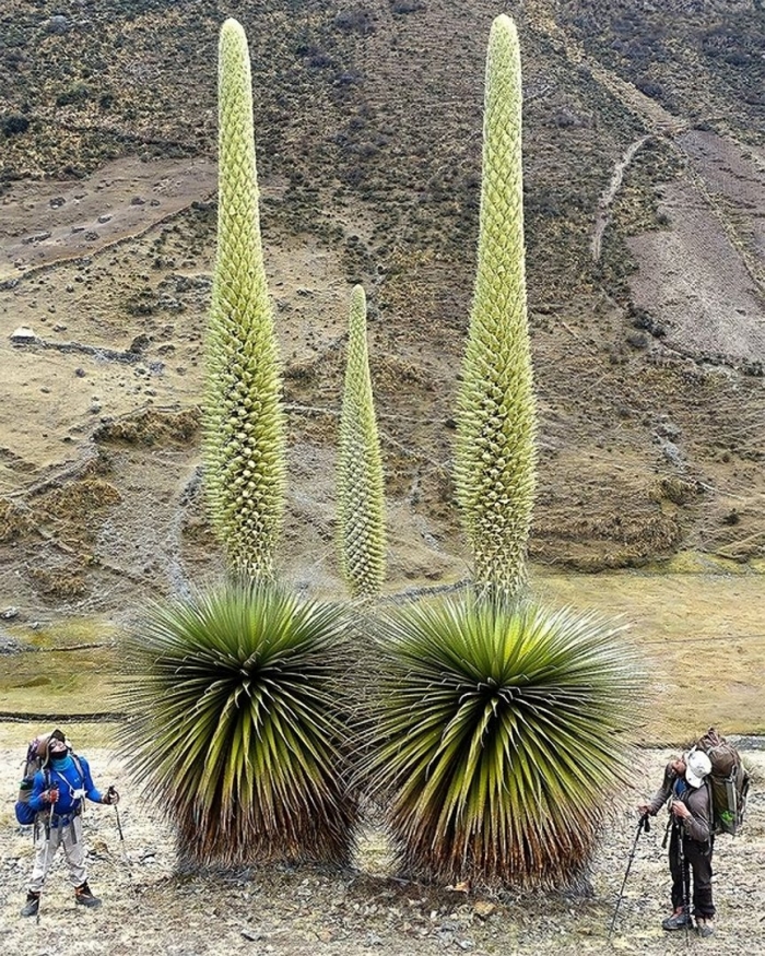 Пуйя раймонда