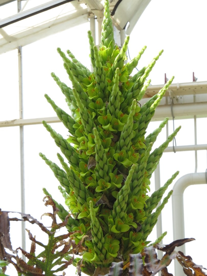 Puya chilensis