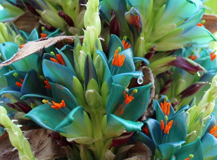 Пуйя раймонда