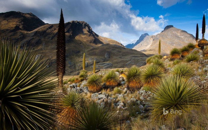 Пуйя раймонда