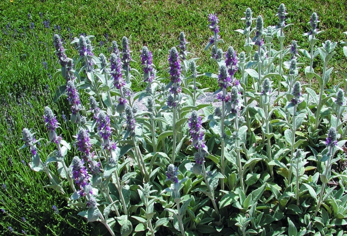 Stachys byzantina