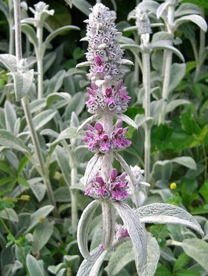 Чистец стахис