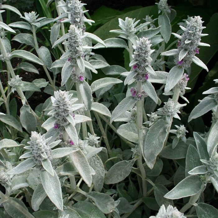 Чистец стахис